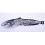 SOM small   (DOLŽINA RIBE 62cm) - VZGLAVNIK