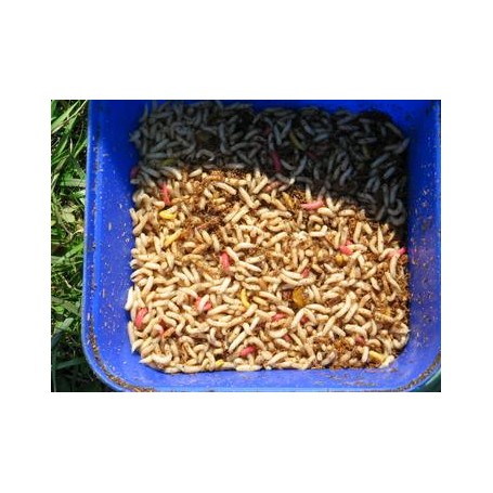KOSTNI ČRVI (MODNI) 1kg